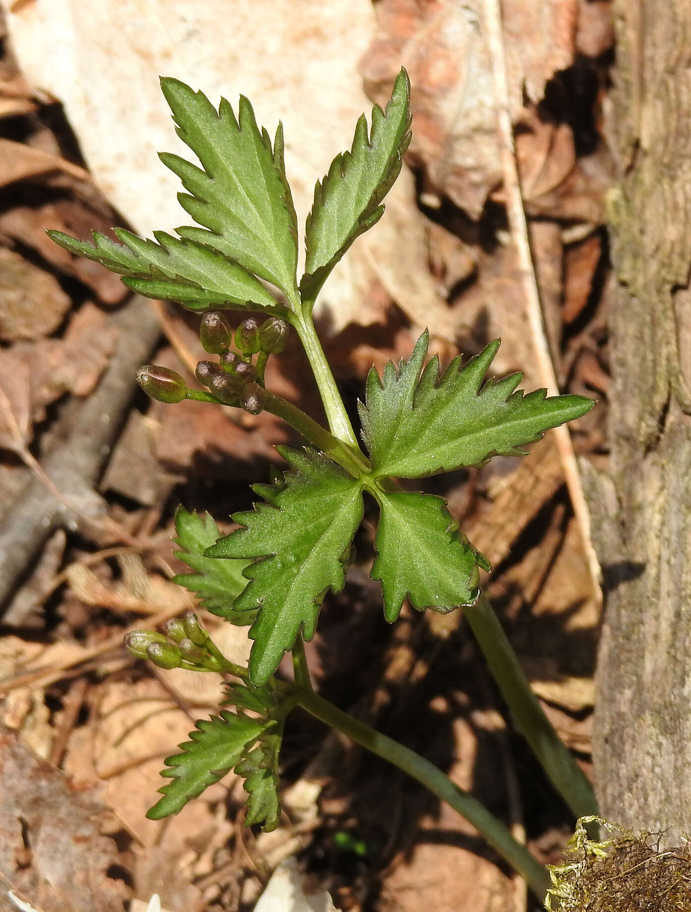 Imagem de Cardamine maxima (Nutt.) A. W. Wood