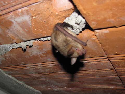 Image of Geoffroy's Bat