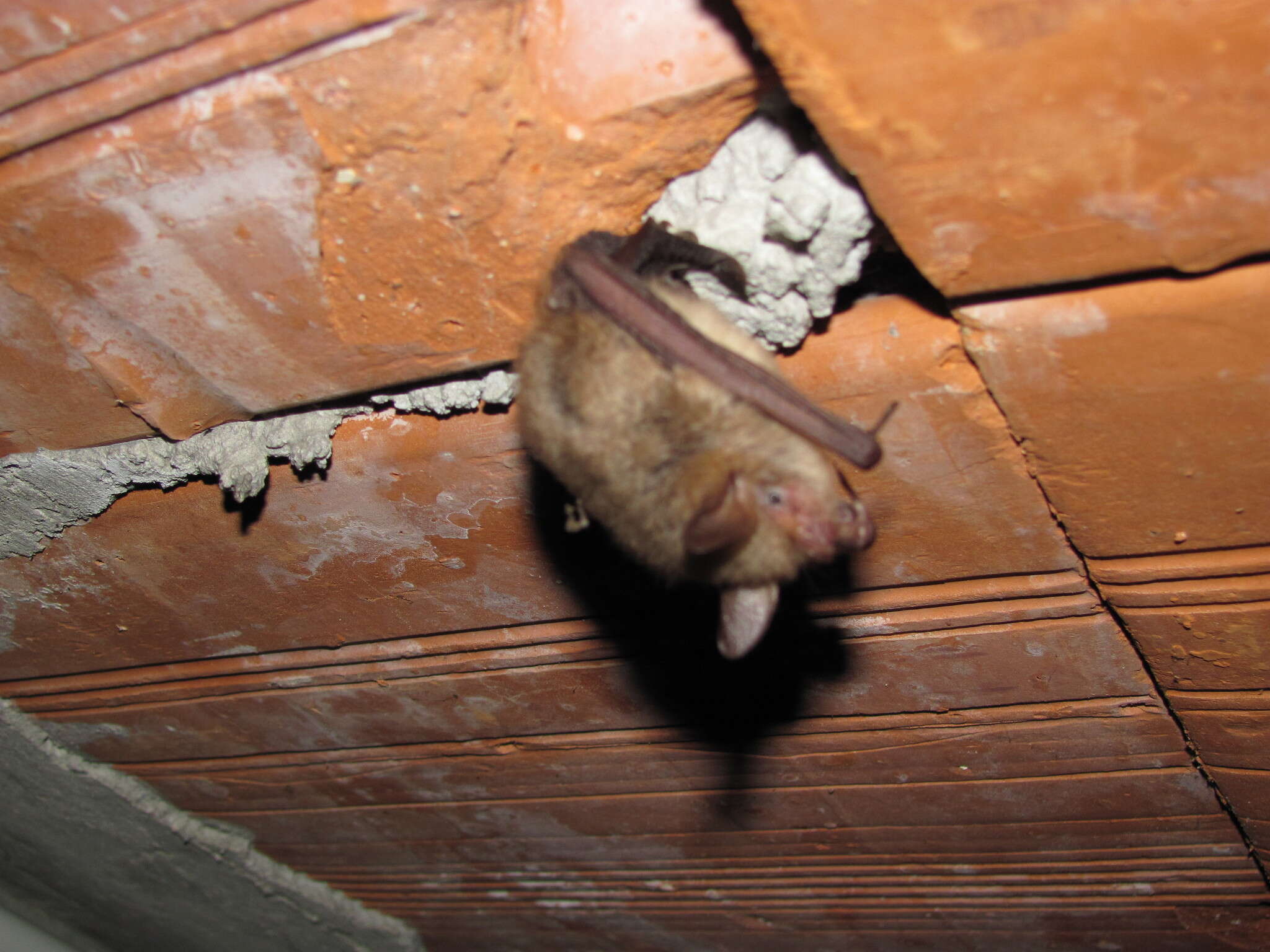 Myotis emarginatus (E. Geoffroy 1806) resmi