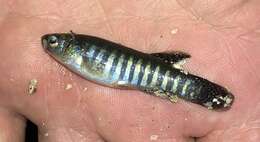 Image of Bayou Killifish