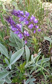 Image of Polygala comosa subsp. comosa