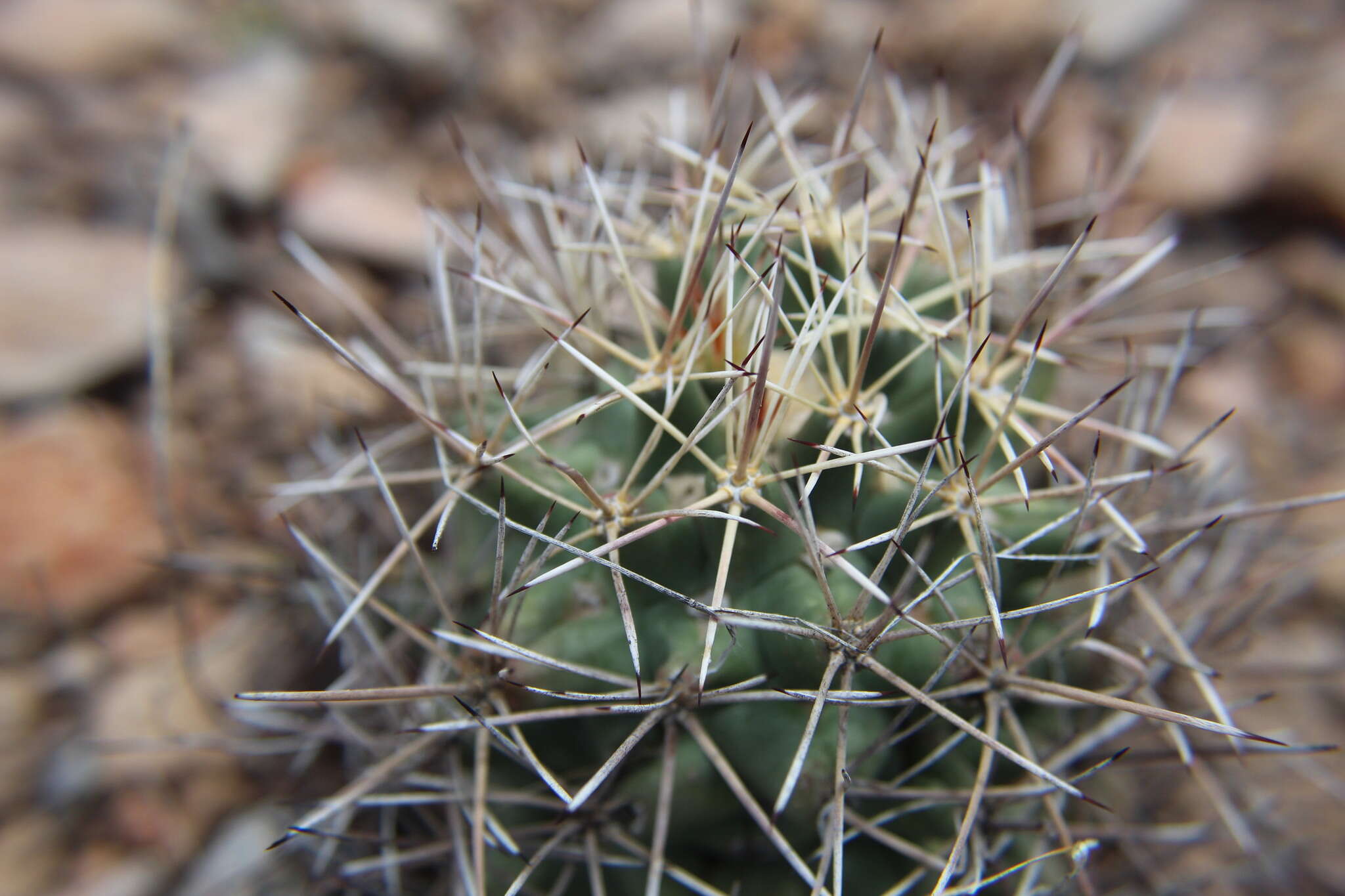 Image of Pima Pineapple Cactus