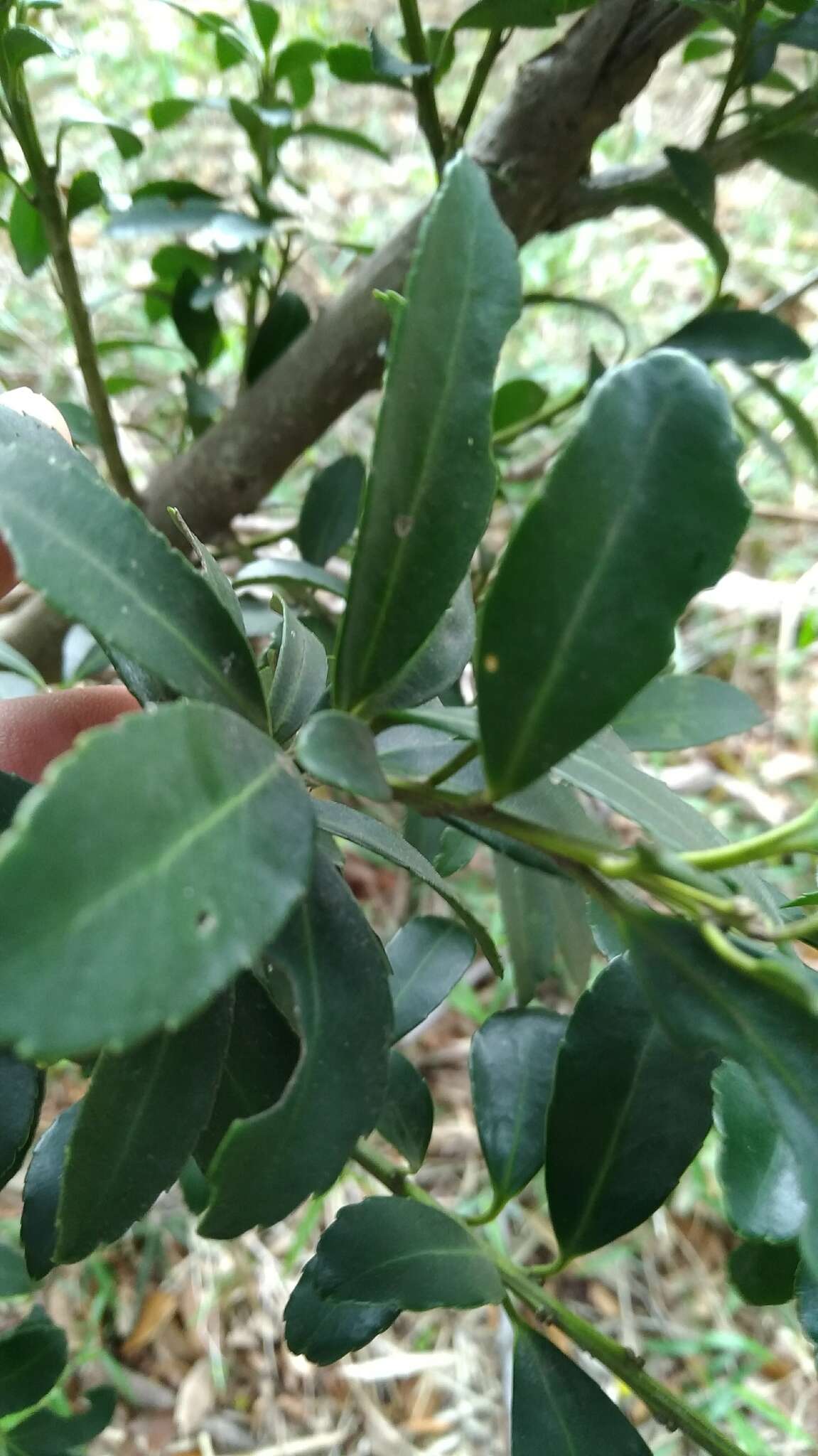 Image of Osmanthus fragrans var. aurantiacus Makino