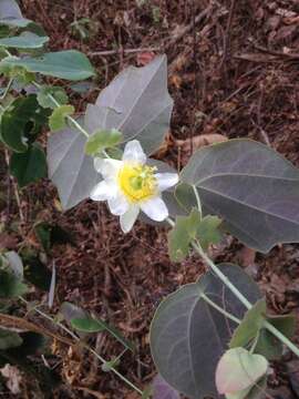 Passiflora guatemalensis S. Wats. ex W. T. Brigham的圖片