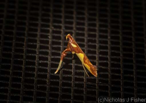 Image of Caloptilia xanthopharella (Meyrick 1880)