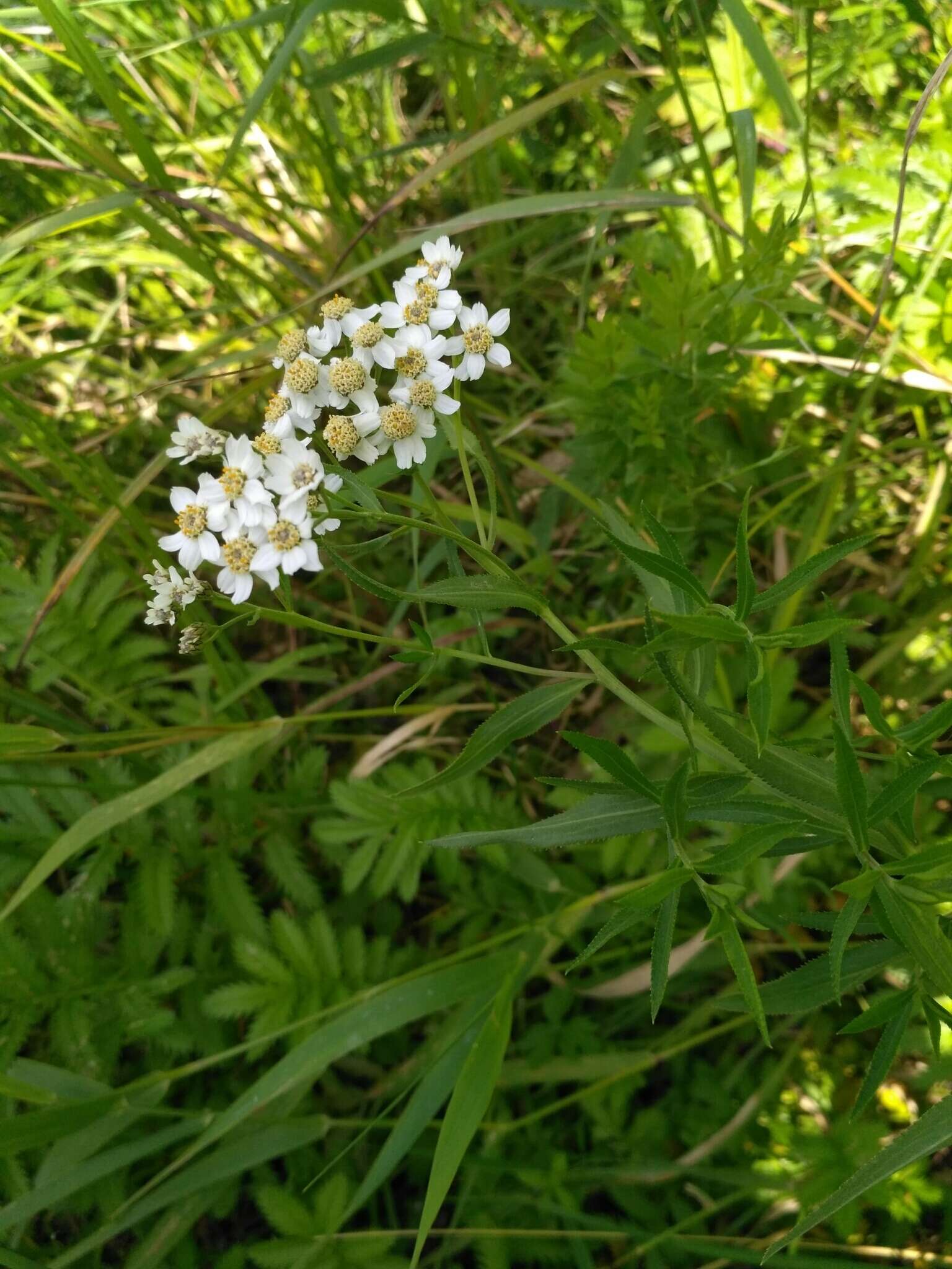 صورة Achillea salicifolia Bess.