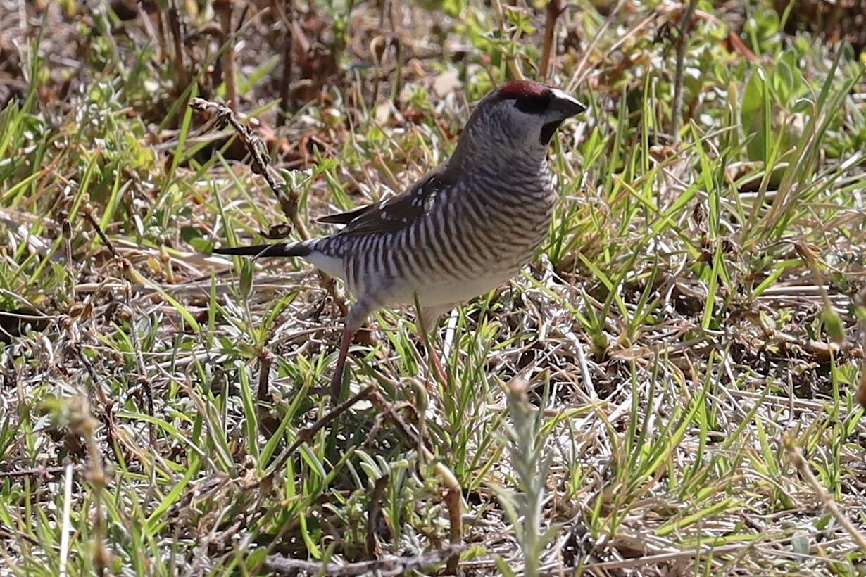 Image of Plum-headed Finch