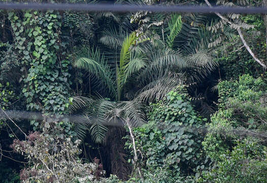 Image of Ecuadorian Ivory Palm