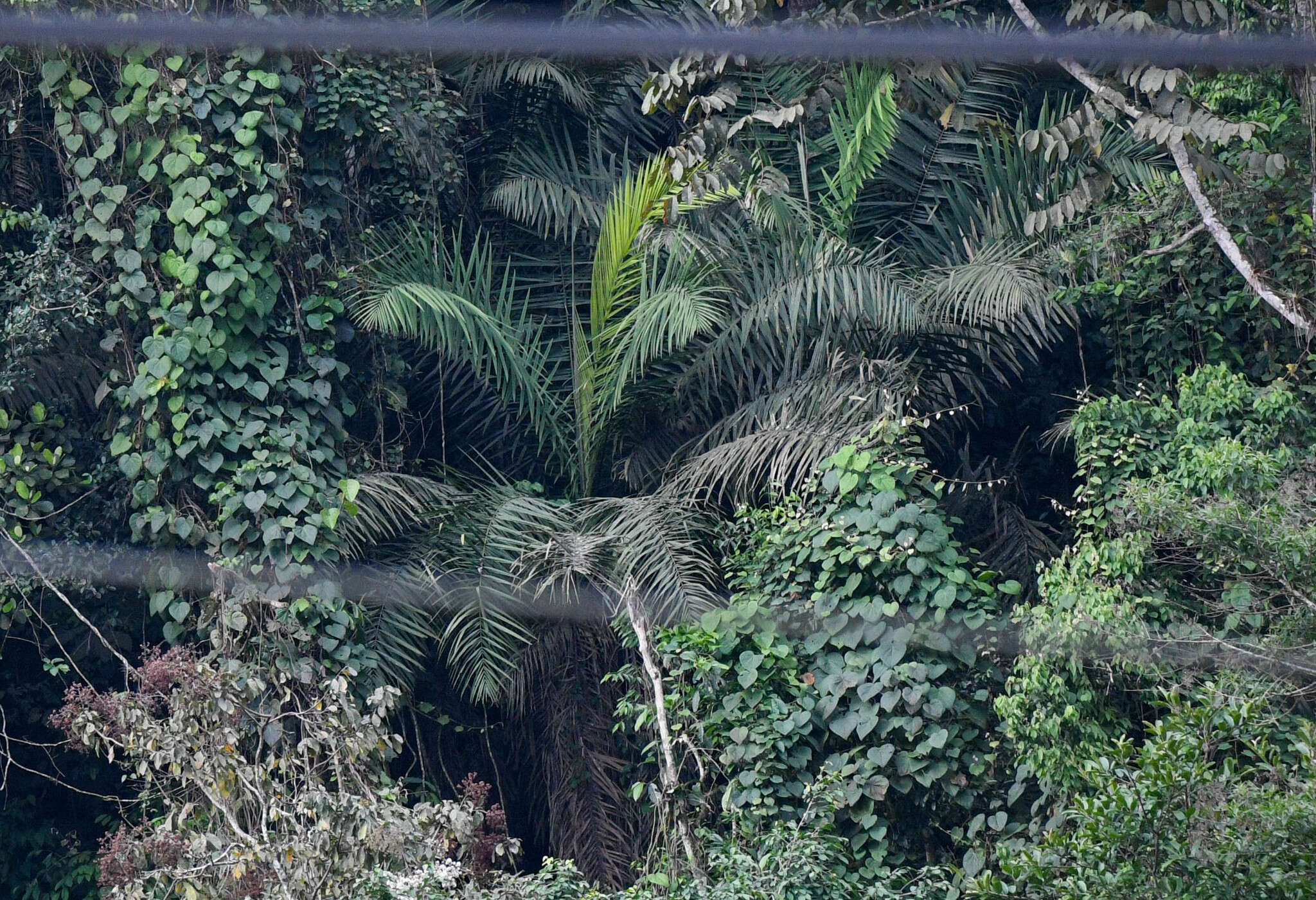 Sivun Phytelephas aequatorialis Spruce kuva