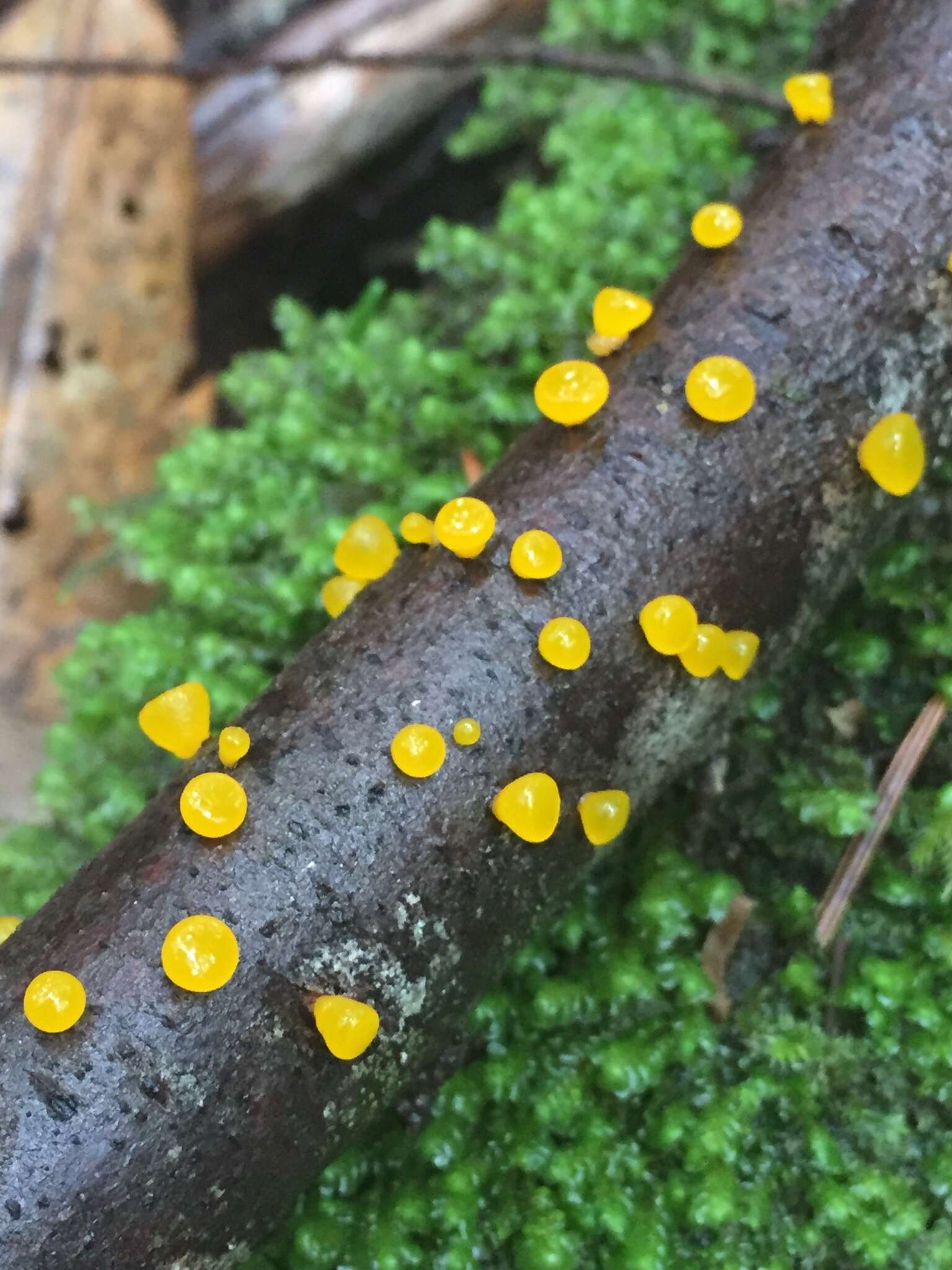 Image of Yellow Hat Jelly