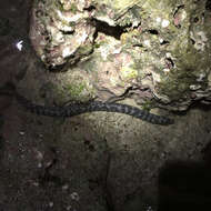 Image of Chain Moray Eel