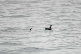 Image of Craveri's Murrelet