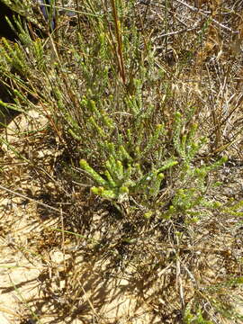 Image of Lachnospermum imbricatum (Berg.) Hilliard