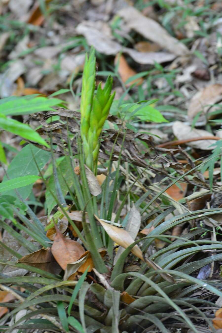 Image of Tillandsia flavobracteata Matuda