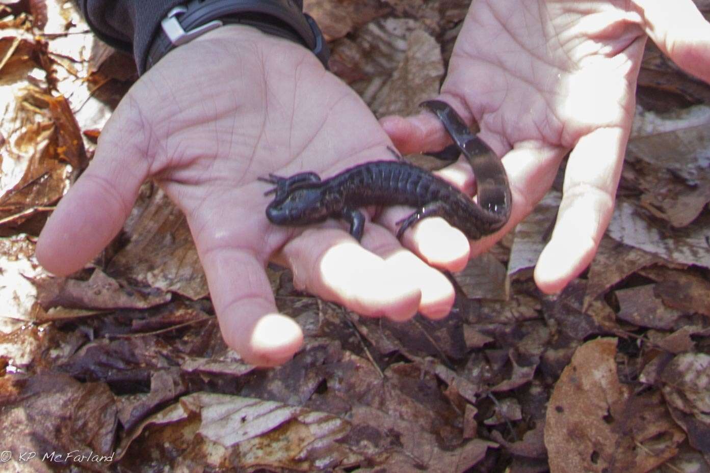 Plancia ëd Ambystoma jeffersonianum (Green 1827)