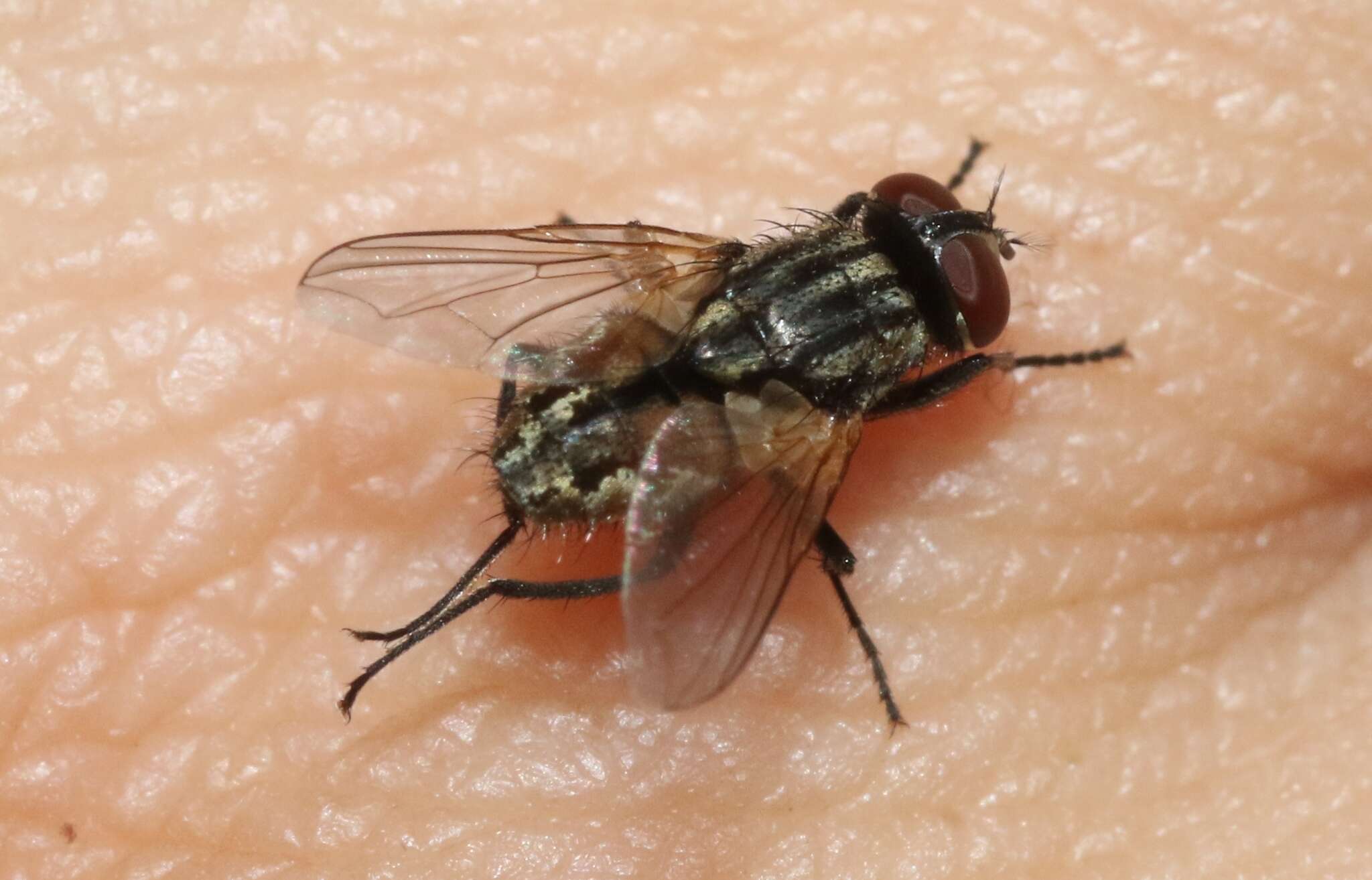 Image of house fly