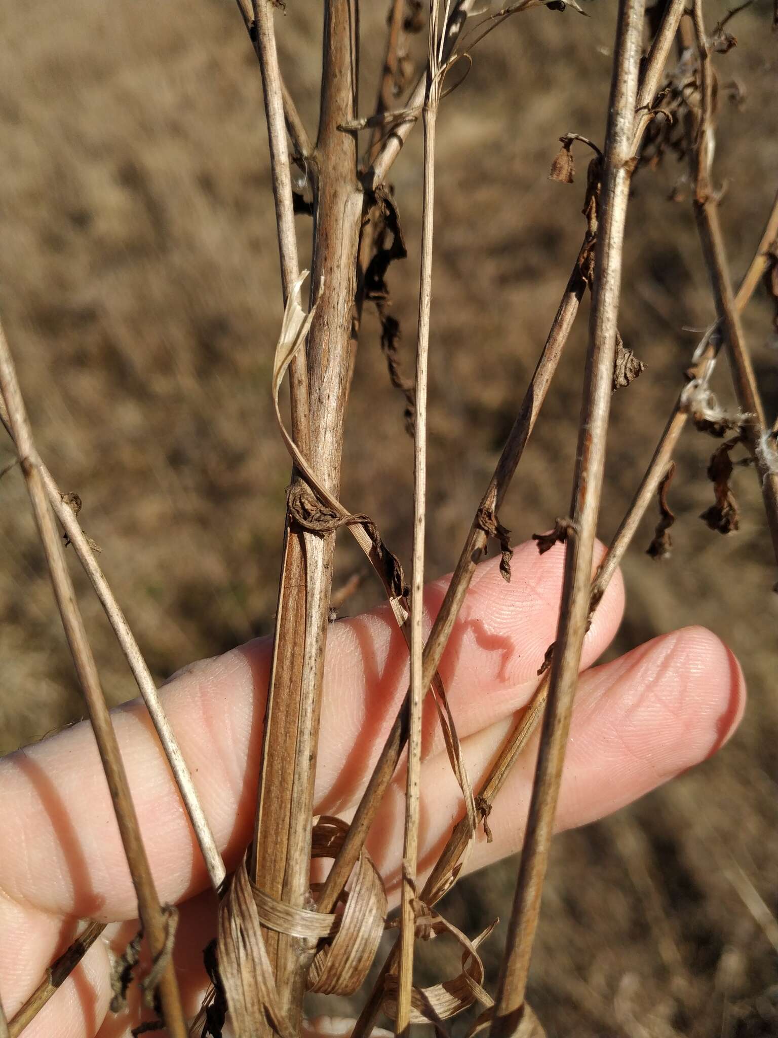 Image of Epilobium lamyi F. W. Schultz