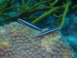 Image of Shark nose goby