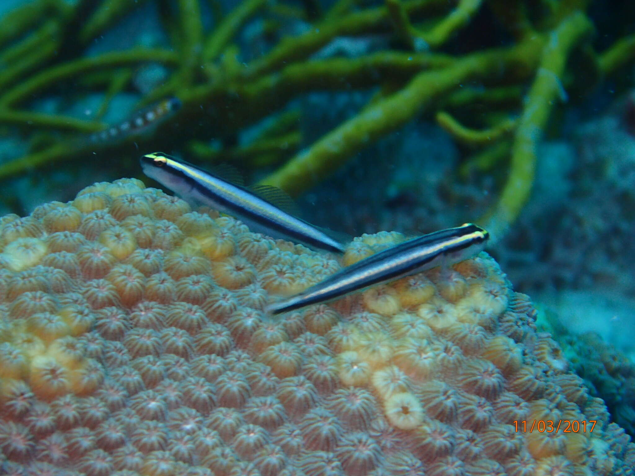 Image of Shark nose goby