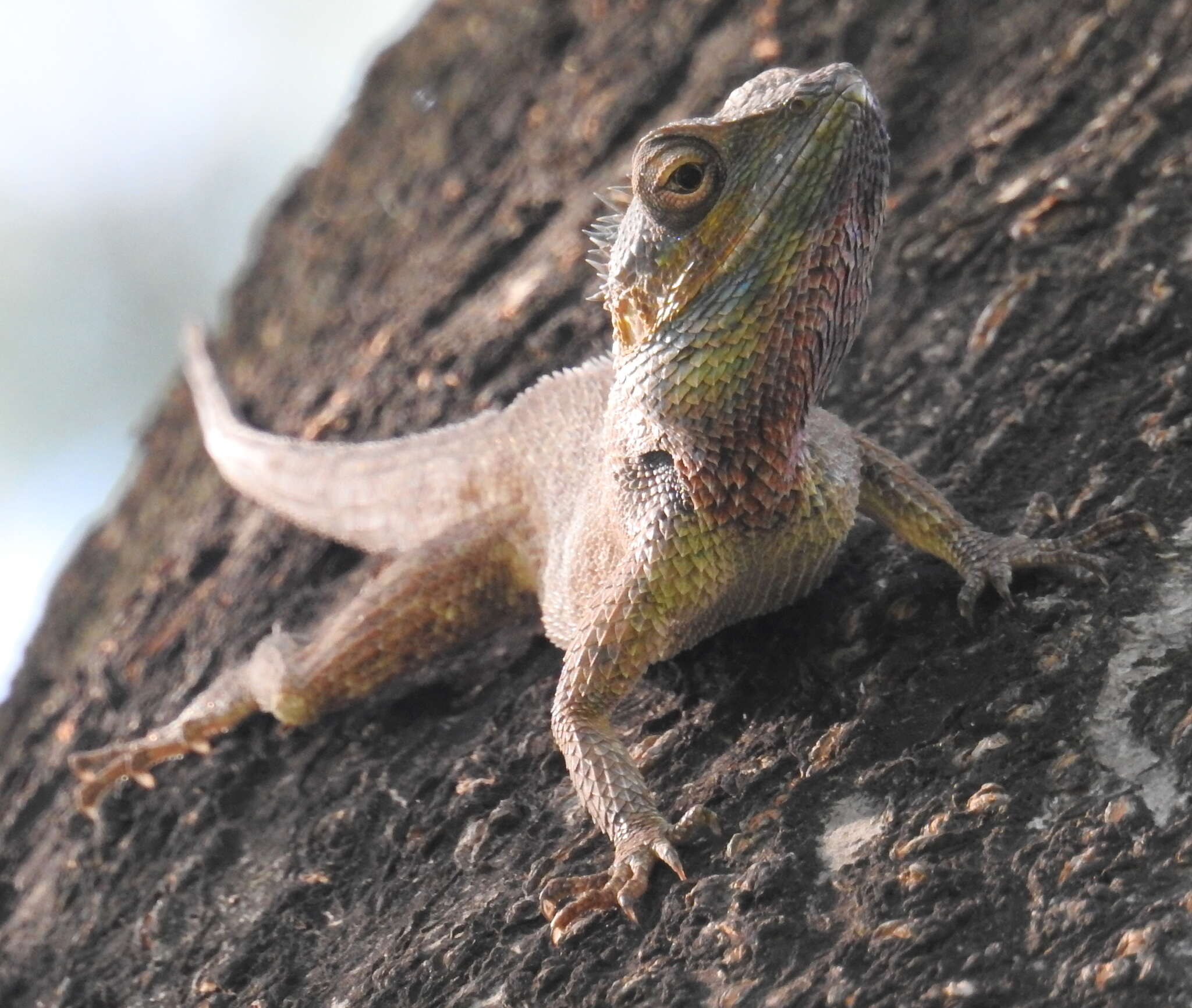 Image of Calotes bachae Hartmann, Geissler, Poyarkov, Ihlow, Galoyan, Rödder & Böhme 2013