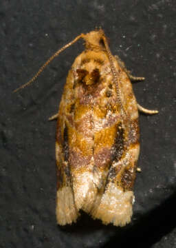 Image of Red-banded Leafroller