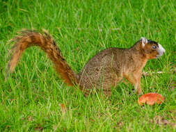 Image of Sciurus niger bachmani Lowery & Davis 1942