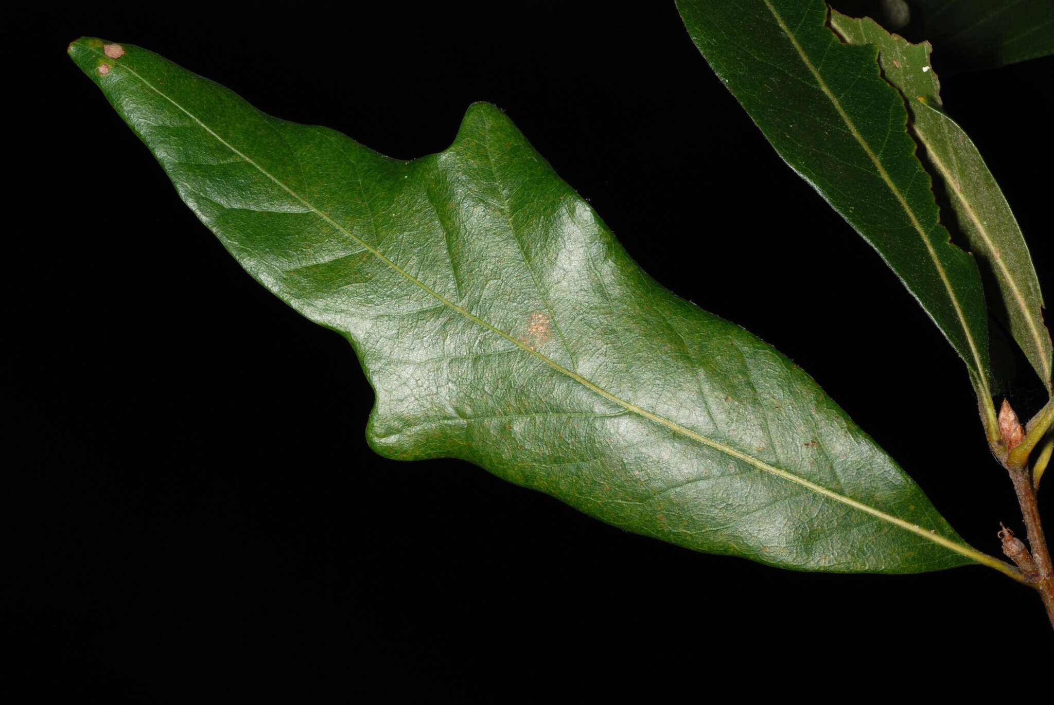 Image of hybrid oak