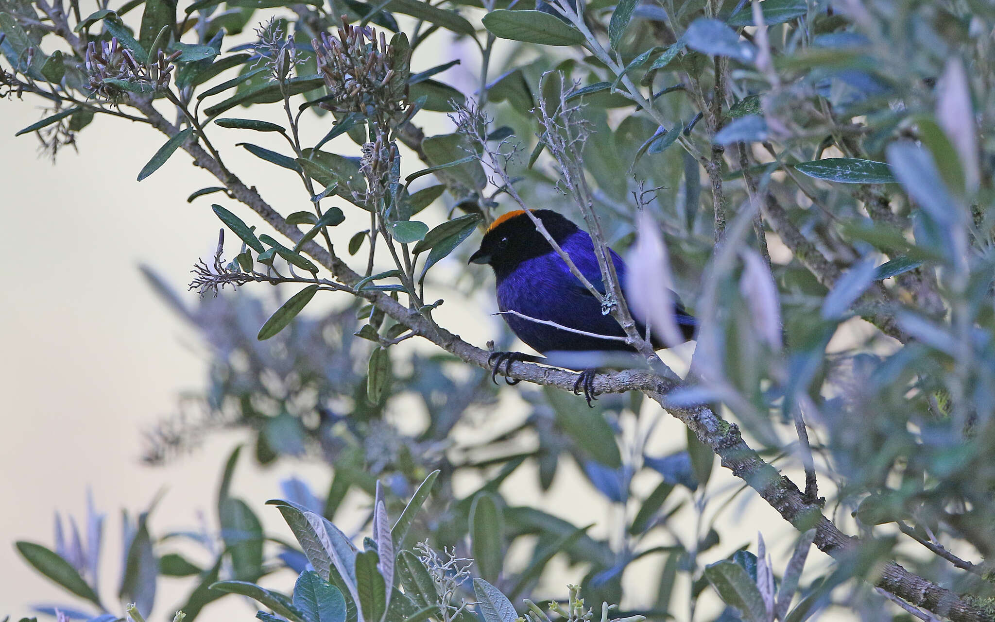 Imagem de Iridosornis rufivertex (Lafresnaye 1842)