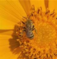 Image of Golden Furrow Bee