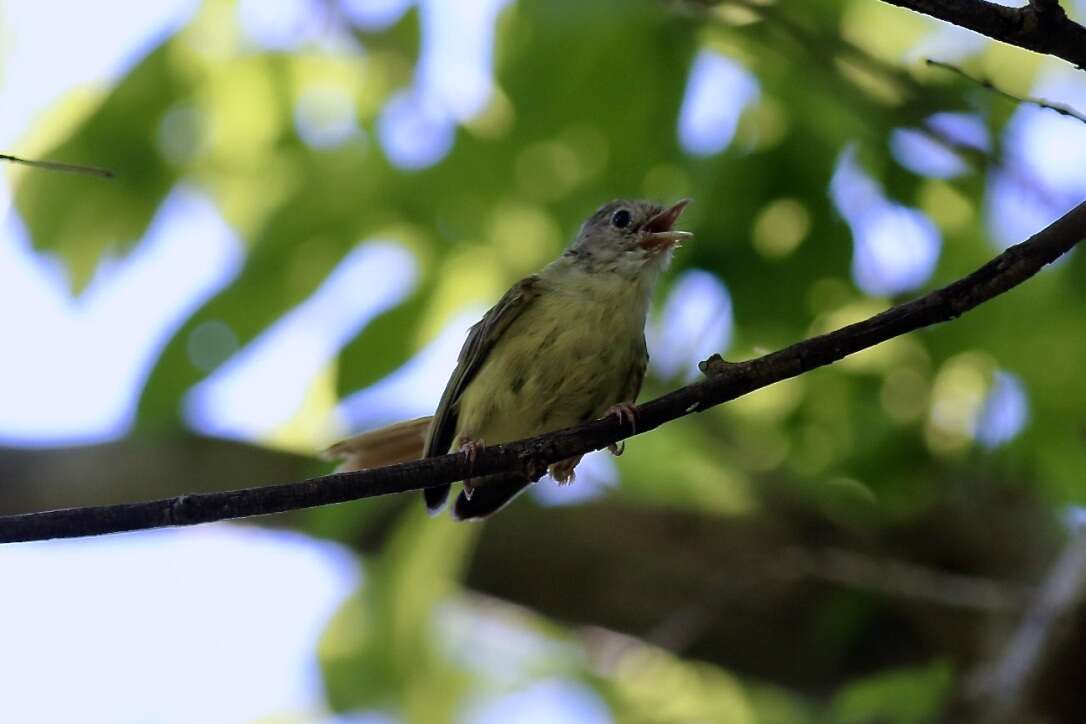 Image of Erythrocercidae