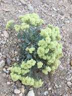 Image of granite buckwheat