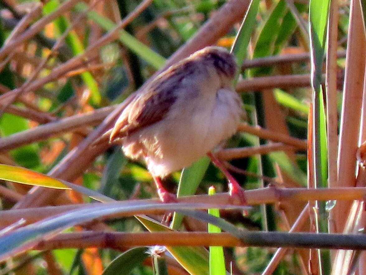 Sivun Cisticola subruficapilla windhoekensis (Roberts 1937) kuva