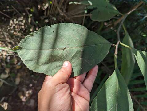 Image of Ehretia dicksonii Hance