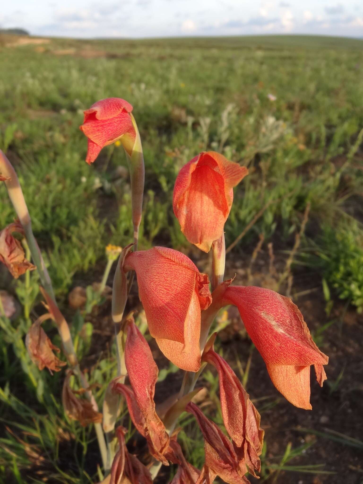 صورة Gladiolus dalenii subsp. andongensis (Baker) Goldblatt