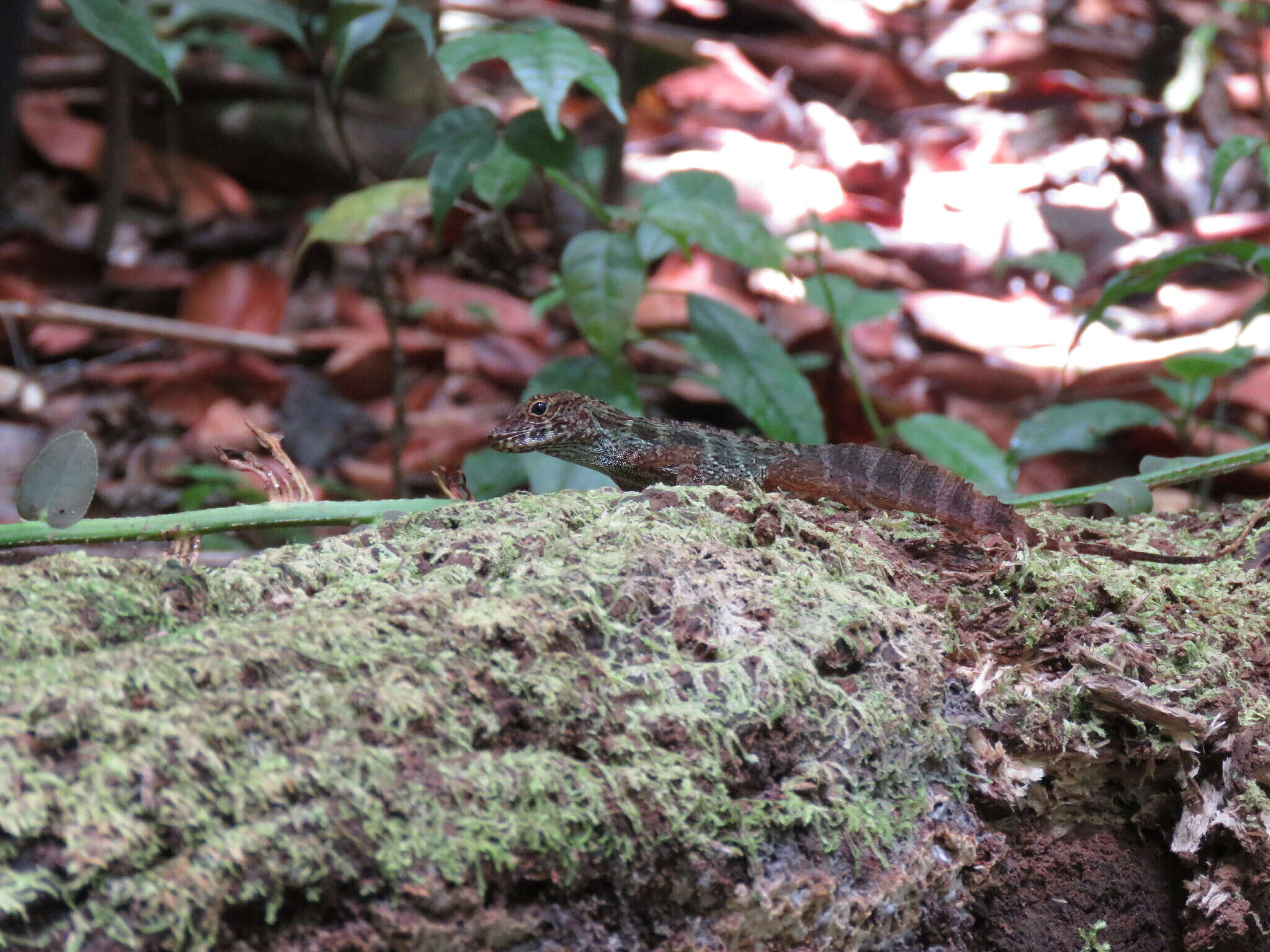 Imagem de Anolis gundlachi Peters 1877