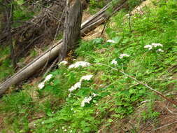 Image of Spiraea flexuosa Fisch. ex Cambess.