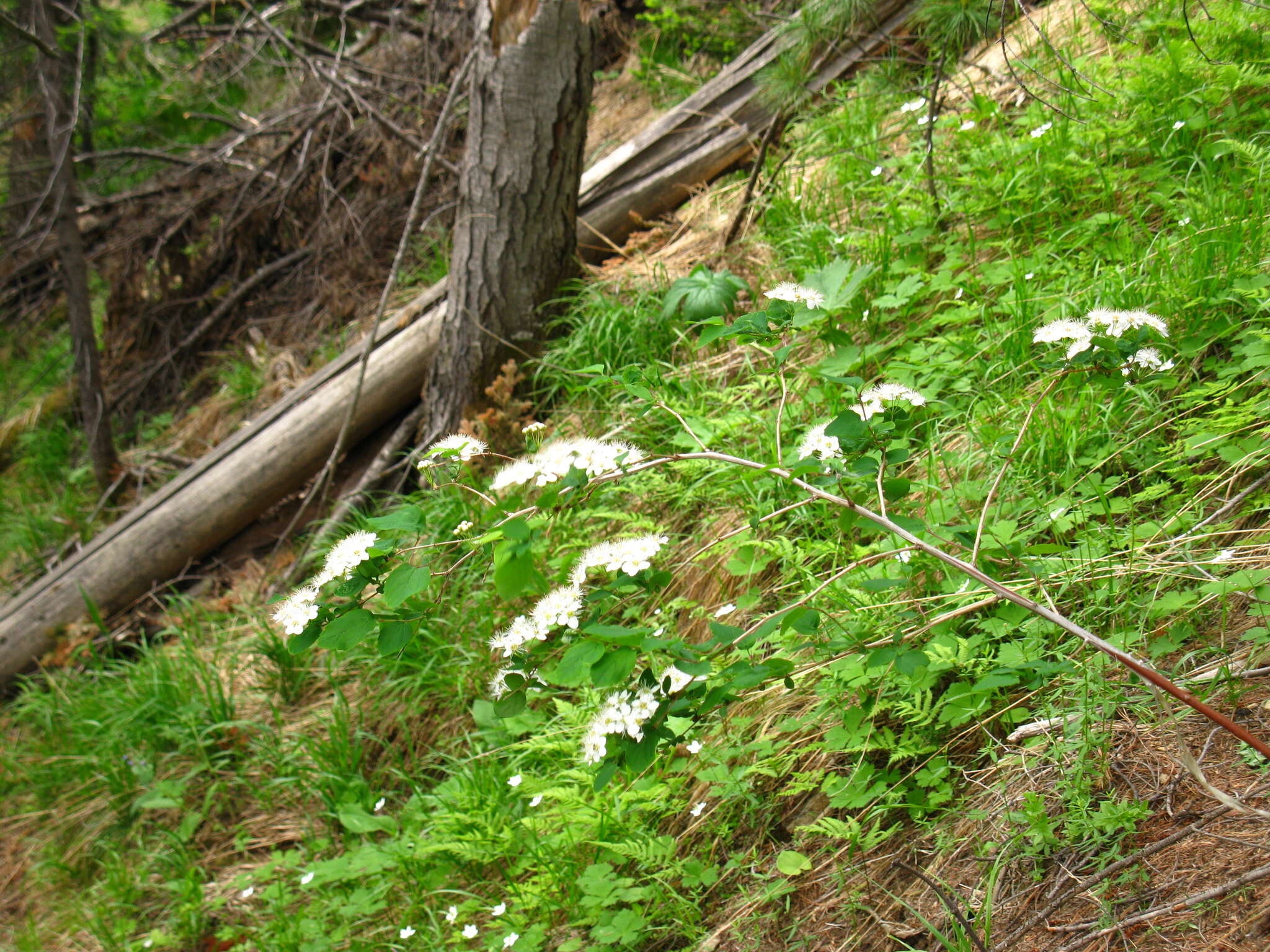 Image of Spiraea flexuosa Fisch. ex Cambess.