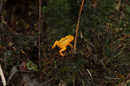 Image of Brachycephalus guarani Clemente-Carvalho, Giaretta, Condez, Haddad & Reis 2012