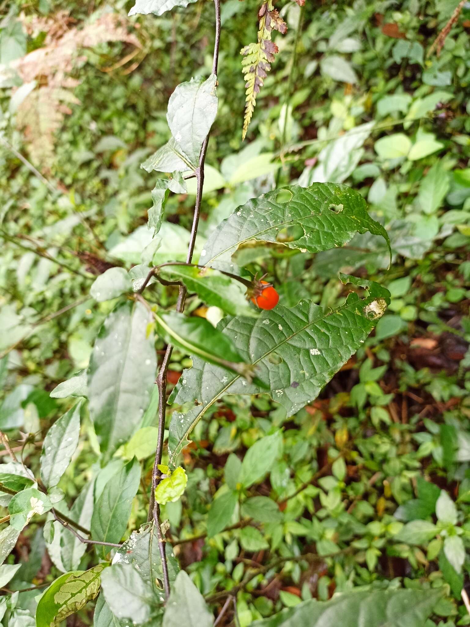 صورة Lycianthes stephanocalyx Bitter