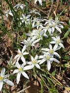 Imagem de Ornithogalum divergens Boreau