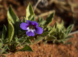 Aptosimum elongatum Engl. resmi