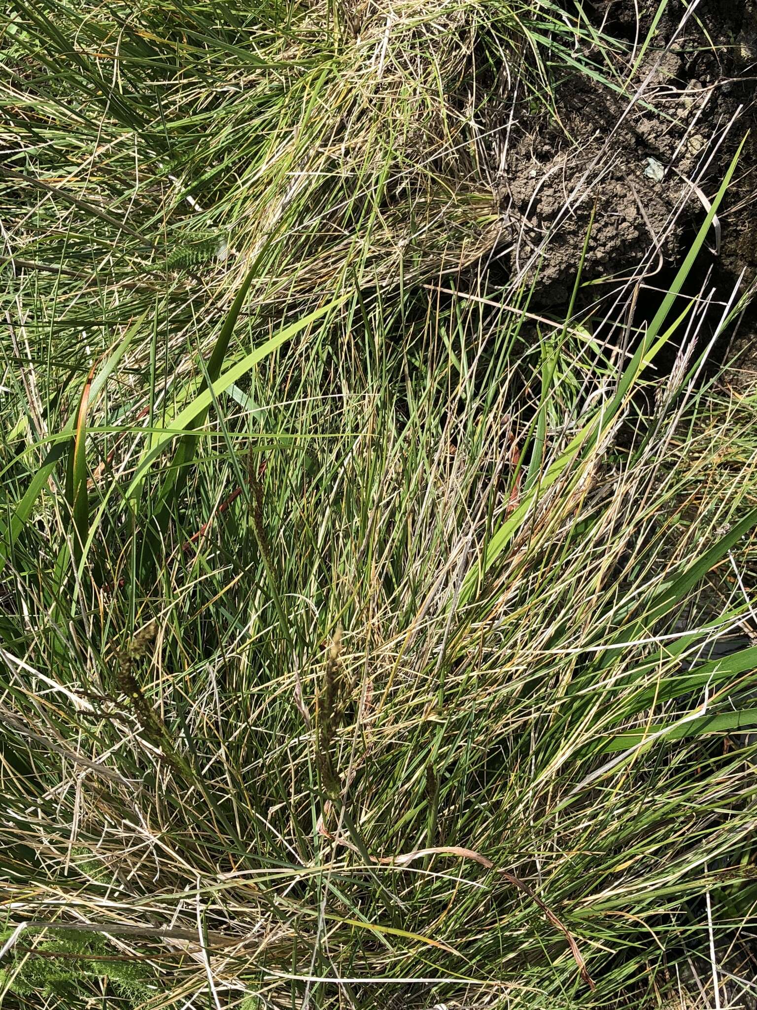 Image of Tufted Hair-grass