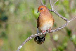 Image of Blue-eyed Ground Dove