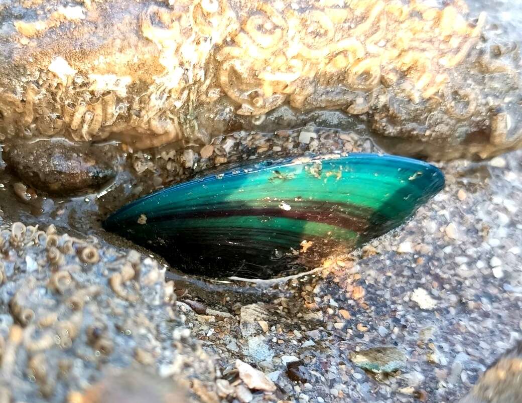 Image of Green mussel