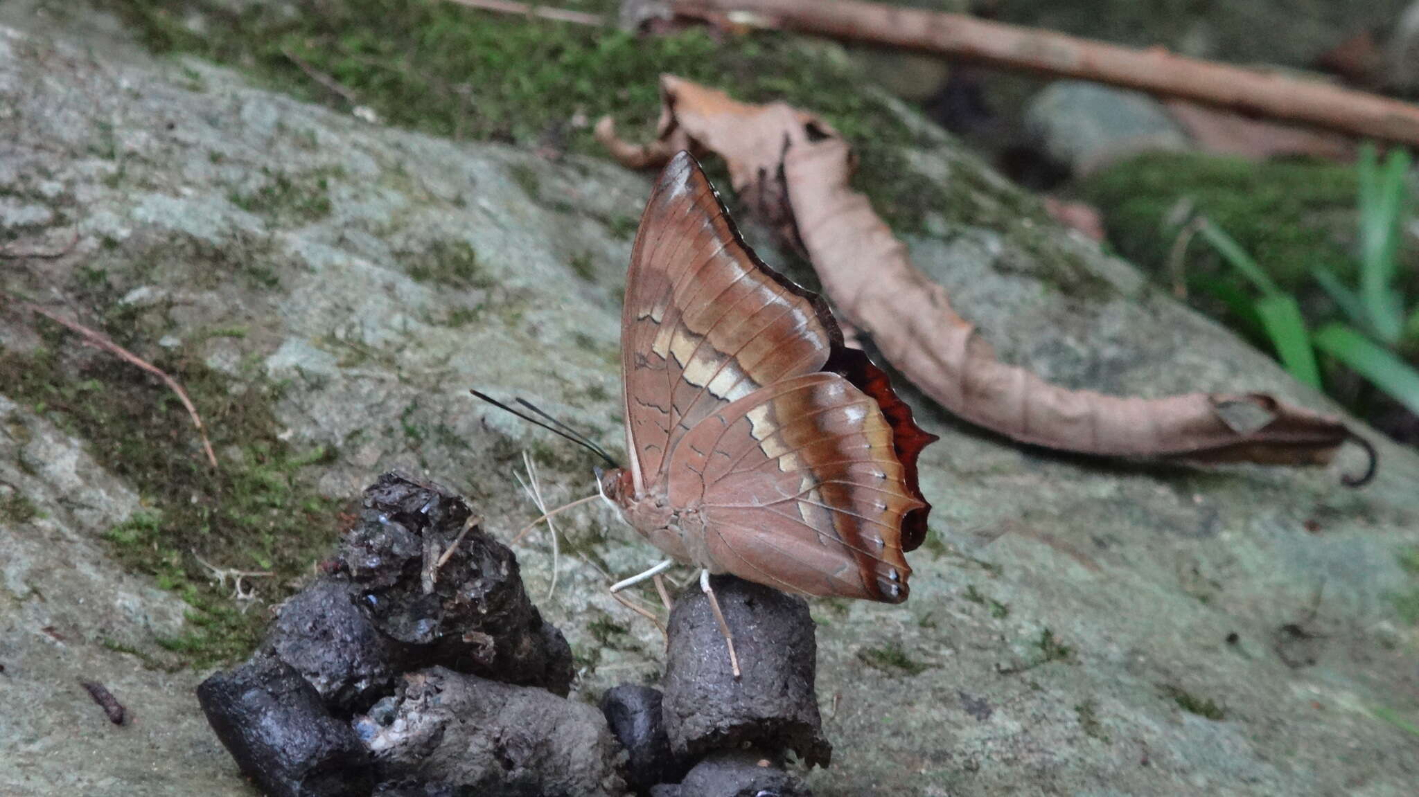 Imagem de Charaxes bernardus Fabricius 1793