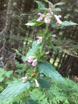 Sivun Stachys alpina L. kuva