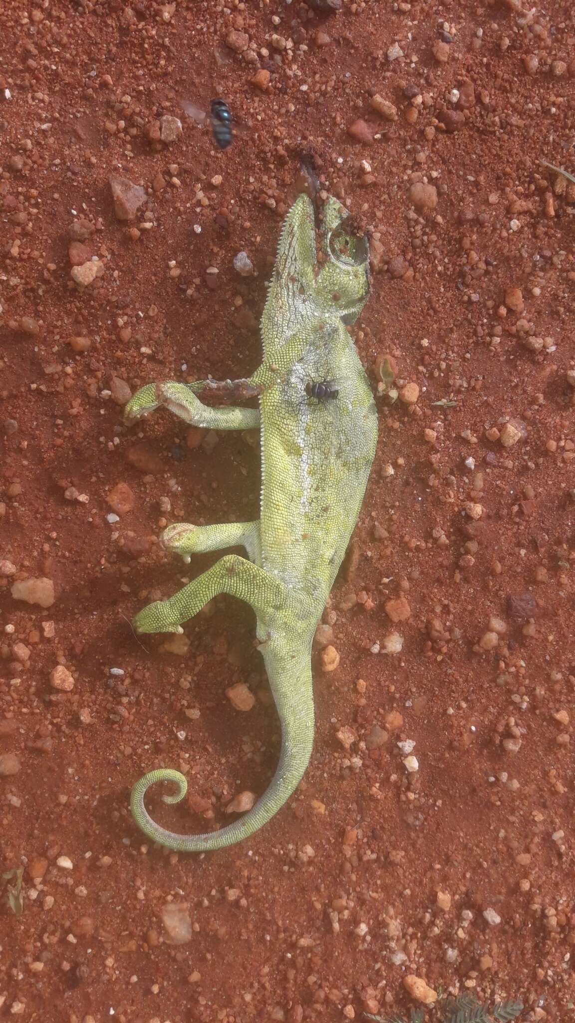 Image of Graceful Chameleon