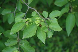 Sivun Grewia biloba var. parviflora (Bunge) Hand.-Mazz. kuva