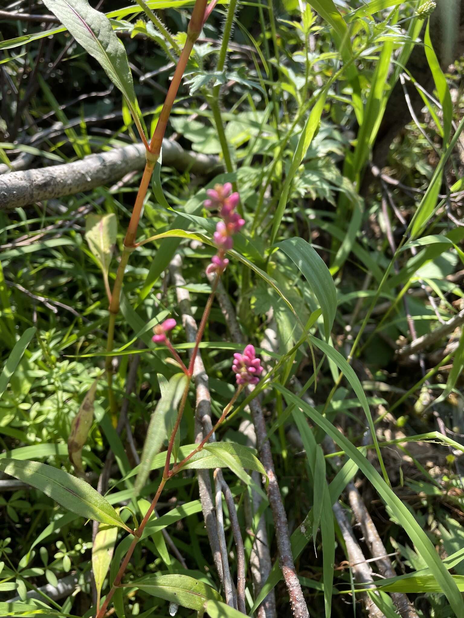 Plancia ëd Persicaria careyi (Olney) Greene