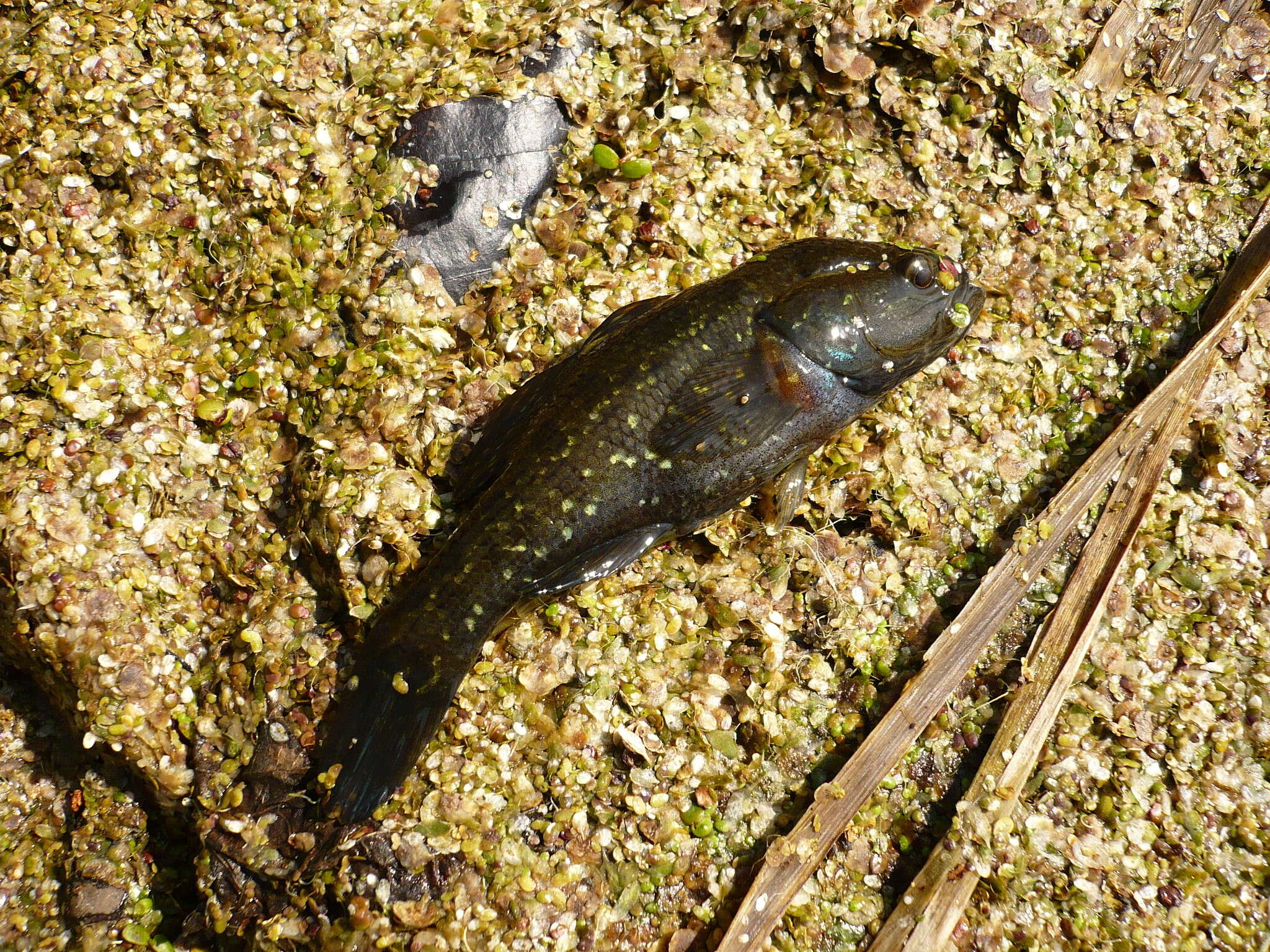 Image de Goujon de l'Amour